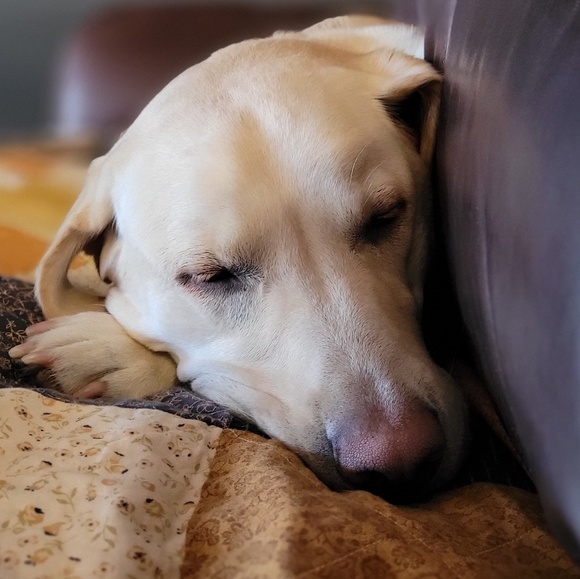 Meet your Posher, Cristall - Picture 1 of 1